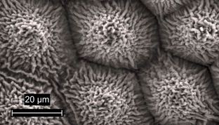 Nanoparticles and Rust