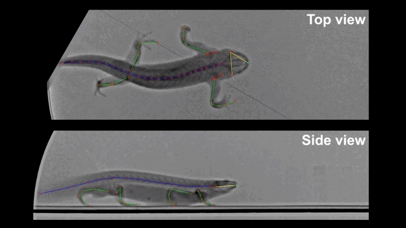 Bio-Inspired Technology